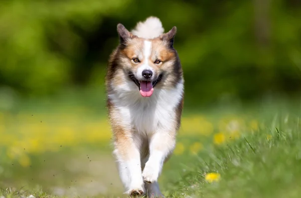 Islandsk fårehund udendørs i naturen - Stock-foto