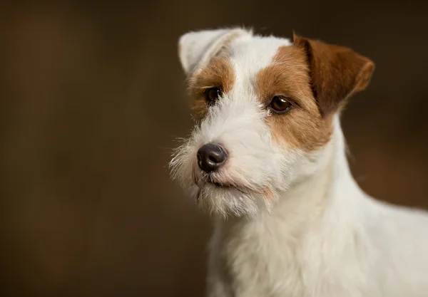 Câine Purebred Jack Russell Terrier — Fotografie, imagine de stoc