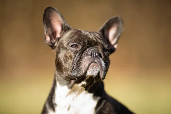 Bulldog francese di razza pura — Foto Stock