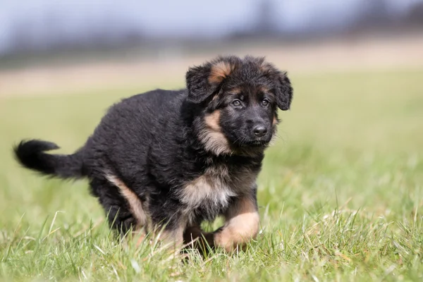 Alman çoban köpek — Stok fotoğraf