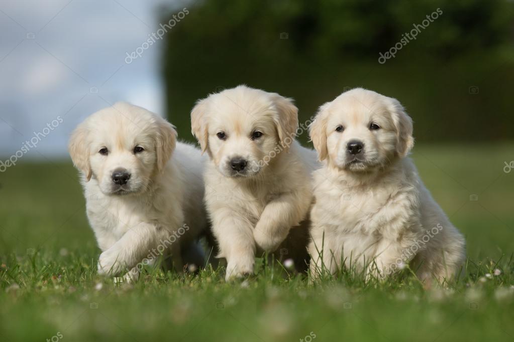 Three Golden Retriever Puppies Walking On Grass Lawn Stock Photo Image By C Bigandt 94542424