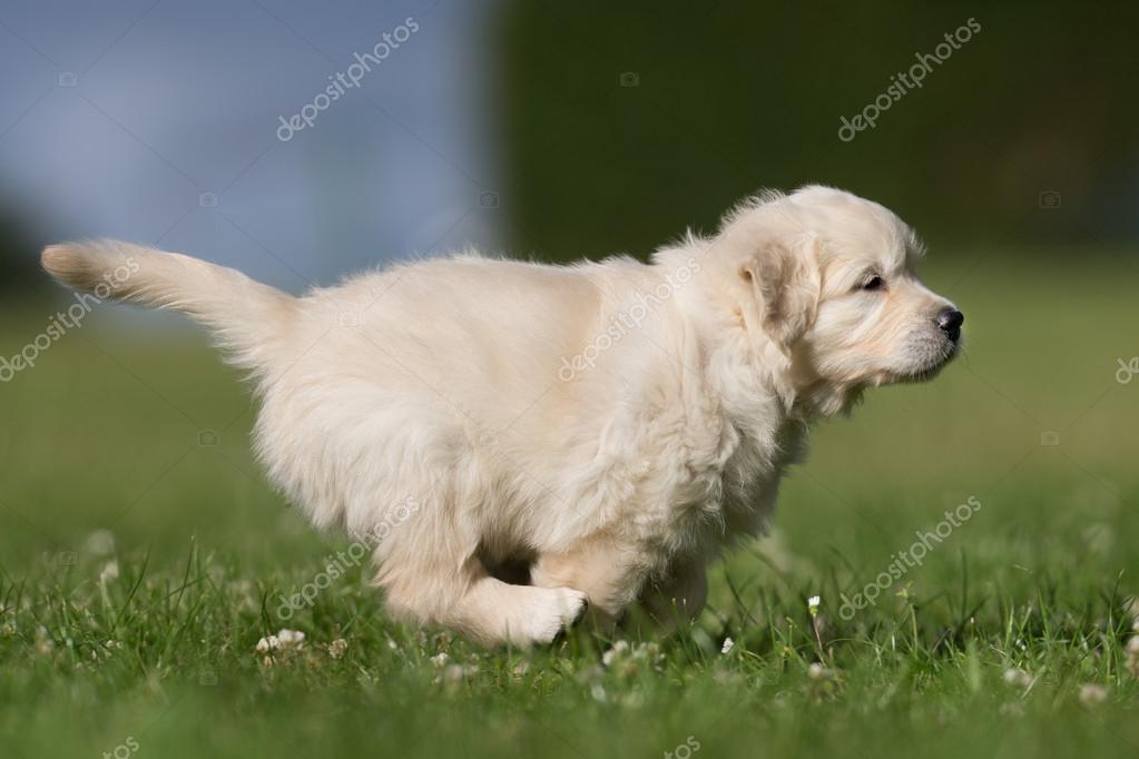 Young golden retriever puppy running away Stock Photo by ©Bigandt 94542454