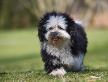 Açık havada doğa havanese köpek