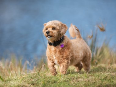 Köpek açık havada doğa içinde