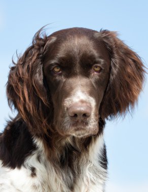 Kleiner Munsterlander köpek açık havada doğa içinde