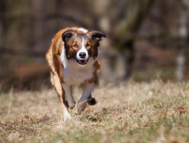 Köpek açık havada doğa içinde