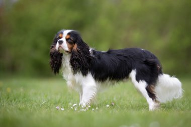 Cavalier King Charles Spaniel köpek açık havada doğa içinde