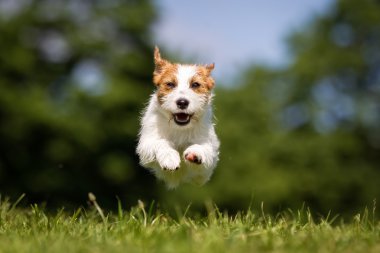 Çalışan mutlu ve gülümseyerek Jack Russell Terrier köpek