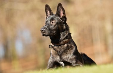 Köpek açık havada doğa içinde