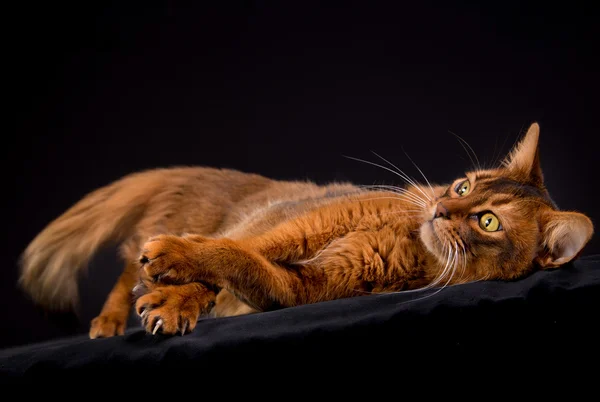 Gato somali de raça pura — Fotografia de Stock