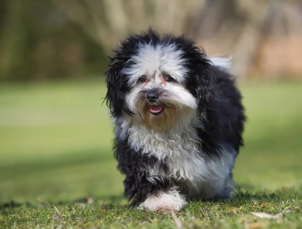 Havanese pes venku v přírodě — Stock fotografie