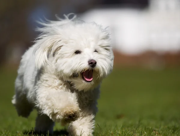 Coton de Tulear perro corriendo al aire libre en la naturaleza — Foto de Stock