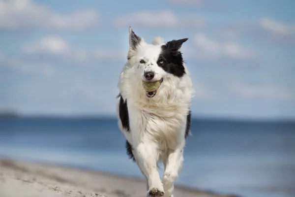 Border collie dog outdoors in nature — Stock Photo, Image