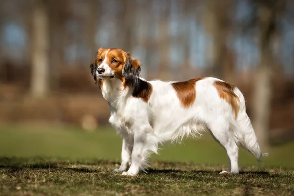 คูเกอร์แฮนเจสุนัขกลางแจ้งในธรรมชาติ — ภาพถ่ายสต็อก