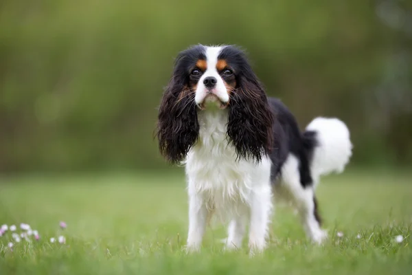 Cavalier King Charles Spaniel สุนัขกลางแจ้งในธรรมชาติ — ภาพถ่ายสต็อก
