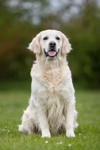 Golden Retriever hund utomhus i naturen — Stockfoto