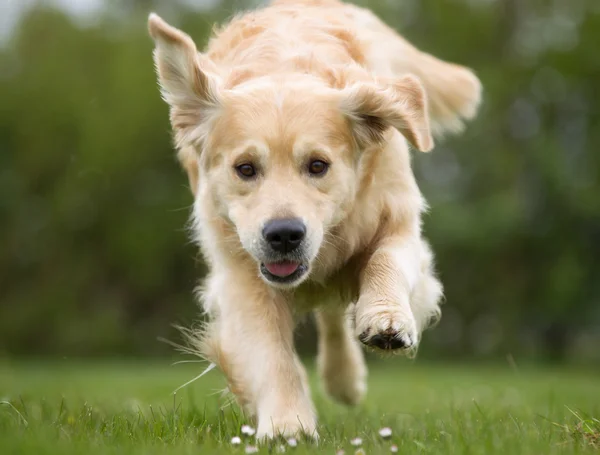 在自然户外跑步的金色猎犬狗 — 图库照片