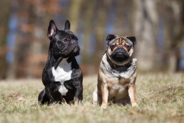 Zwei Hunde im Freien in der Natur — Stockfoto