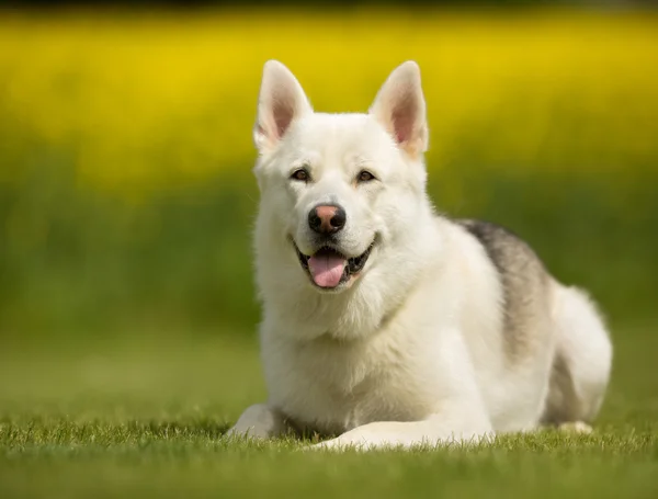 Samoyed σκυλί σε εξωτερικούς χώρους στη φύση — Φωτογραφία Αρχείου