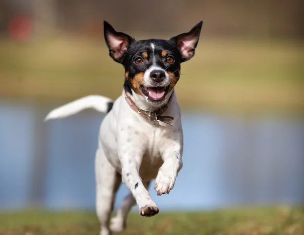 Dansk Svensk gård hund udendørs i naturen - Stock-foto