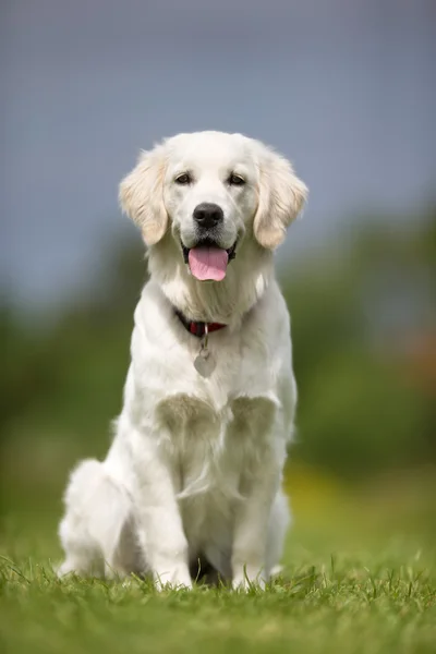 Счастливая и улыбающаяся золотая собака-ретривер — стоковое фото