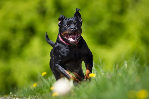 Rottweiler dog outdoors in nature — Stock Photo, Image