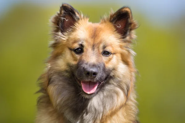 Cão pastor islandês feliz e sorridente — Fotografia de Stock