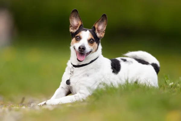 Feliz e sorridente dinamarquês sueco cão de fazenda — Fotografia de Stock