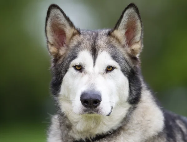 Cão Malamute puro do Alasca ao ar livre na natureza — Fotografia de Stock