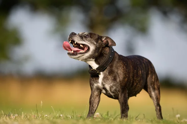 Starszy Staffordshire Bull Terrier — Zdjęcie stockowe