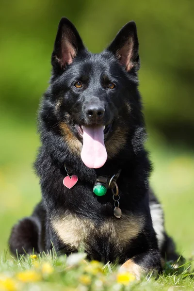 German Shepherd dog outdoors in nature — Stock Photo, Image