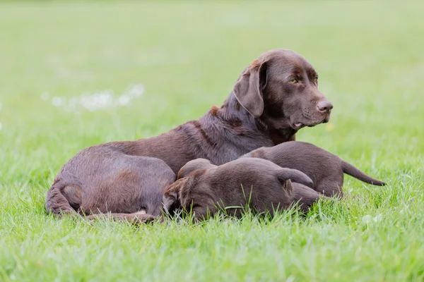 Brown labrador retriever madre con su camada de cachorros —  Fotos de Stock