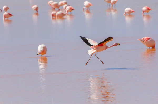 A Laguna Colorada Flamingo — Stock Fotó