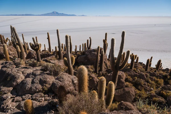 Cactus Island en Antiplano — Foto de Stock