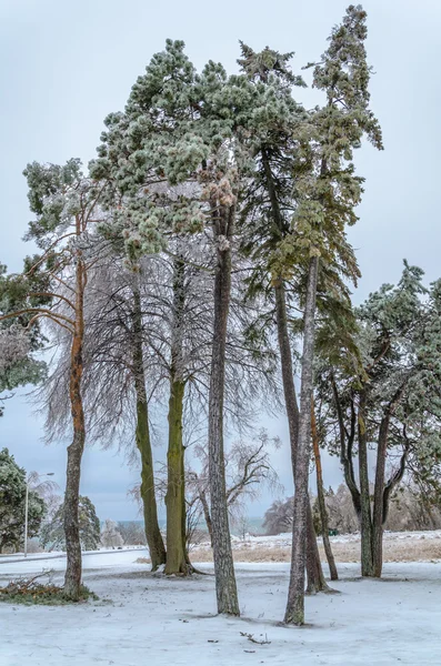 Paesaggio invernale congelato — Foto Stock