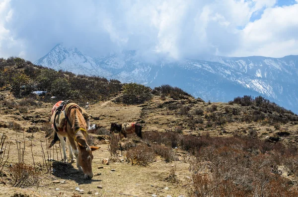 เทือกเขาหิมาลัย — ภาพถ่ายสต็อก