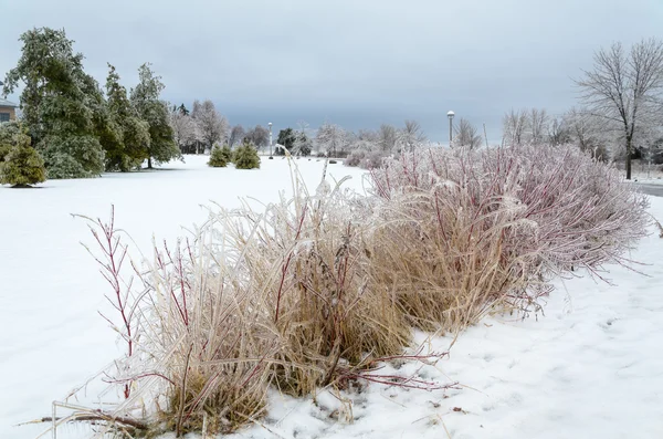 Frozen winter landscape — Stock Photo, Image