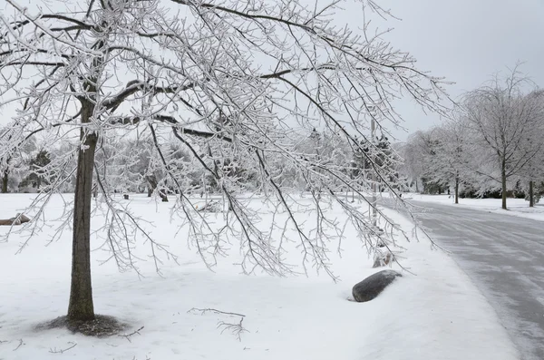 Winter park — Stockfoto