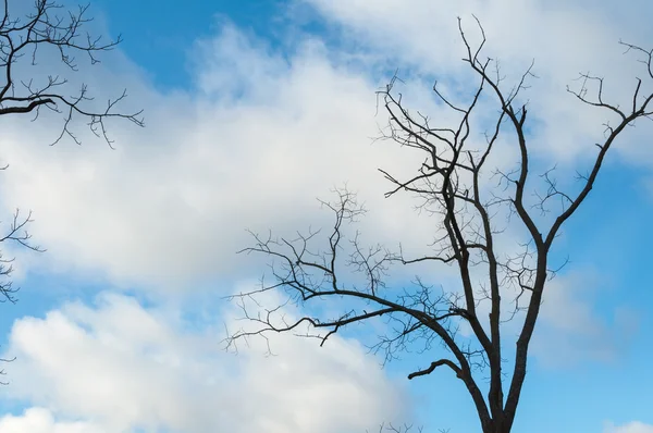 La primavera sta arrivando — Foto Stock