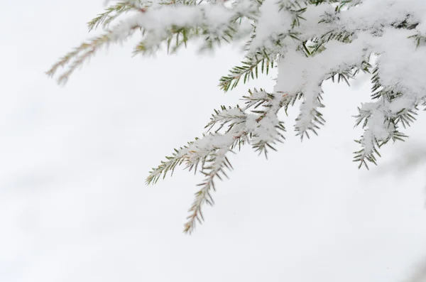 Sfondo invernale — Foto Stock