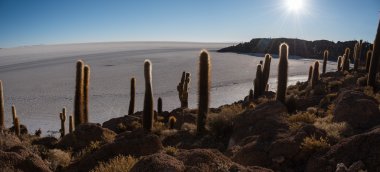 Salar de Uyun adada kaktüs