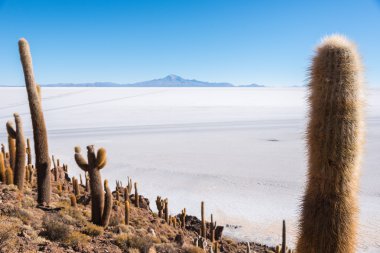 Salar de Uyun adada kaktüs
