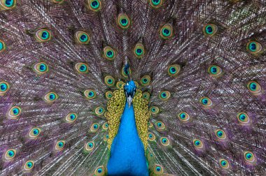 renkli tavuskuşu portresi