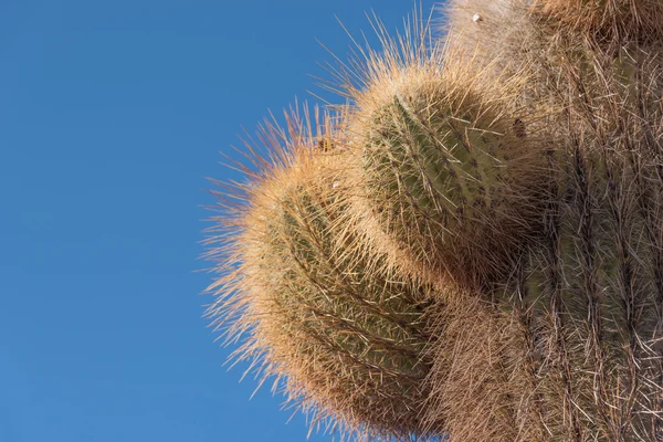 Cactus against blue sky — Stock Photo, Image