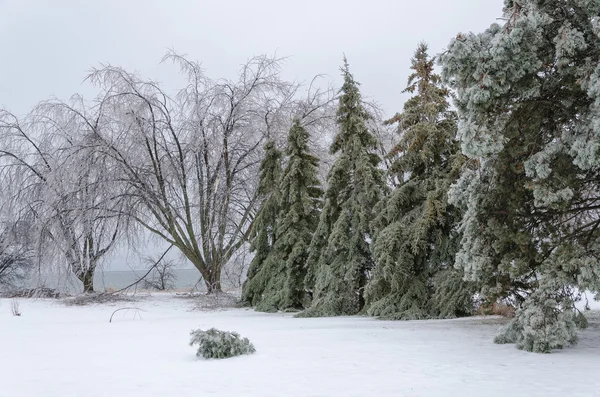 Frysta träd i Vinterparken — Stockfoto