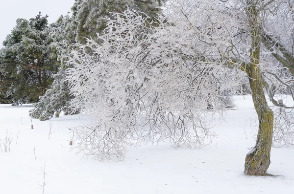 Alberi congelati nel parco invernale — Foto Stock