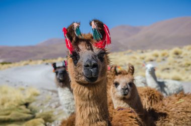 Alpaka portre portre