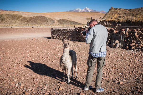 Alpaki portret, Boliwia — Zdjęcie stockowe
