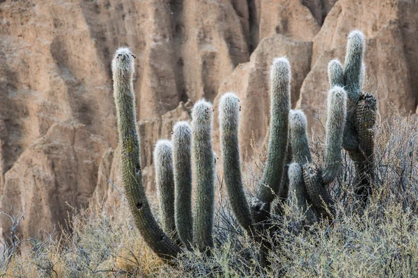 Cactus di Altiplano, Bolivia — Foto Stock