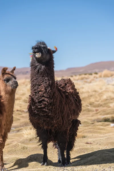 Llama de la risa en Bolivia — Foto de Stock